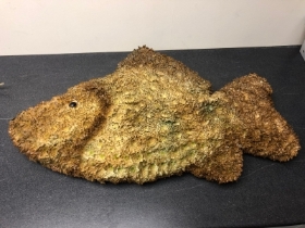 Carp Fish